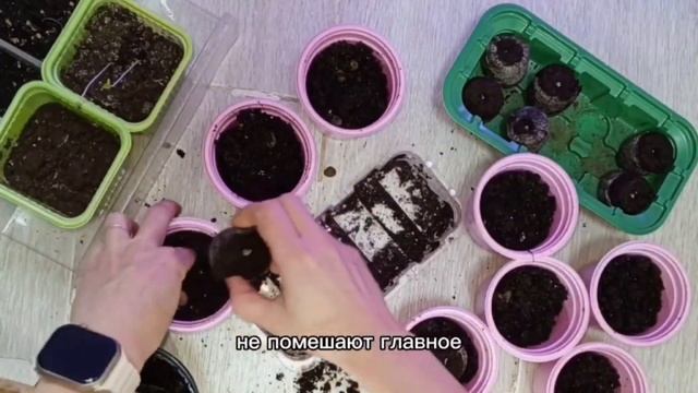 Помидор:живучий захватчик🍅 смотреть онлайн