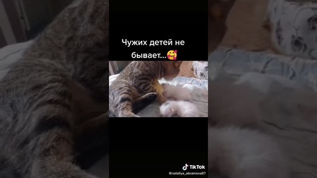 Подборка приколов с котами 2020, ржака номер 1 смотреть онлайн