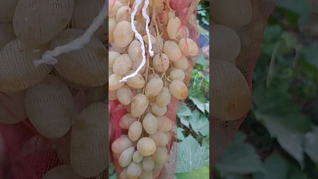 Виноград Буба тел 8771-614-62-73 ватцап смотреть онлайн