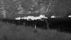 Охота с тепловизором: как найти кабанов в лесу