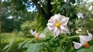 ЦВЕТКИ КАРТОФЕЛЯ. Полезное применение.