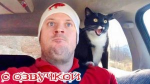 ТОРМОЗИ, ЧЕЛОВЕК! Приколы с котами с озвучкой | Угар до слёз!