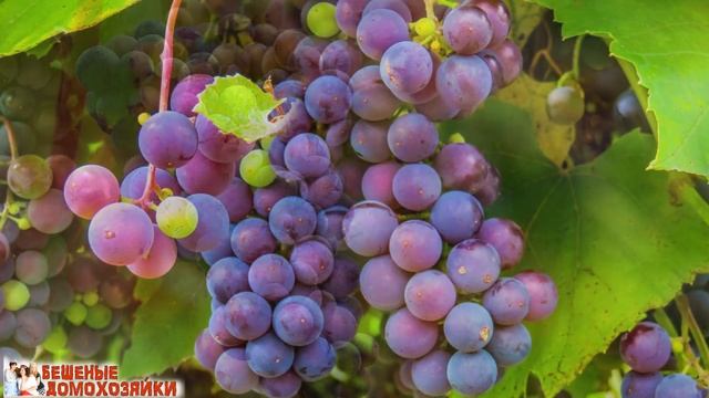 ЖС 50 ГРуши в красном вине смотреть онлайн