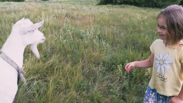 Уже созрели вишни. Заготовки на зиму смотреть онлайн