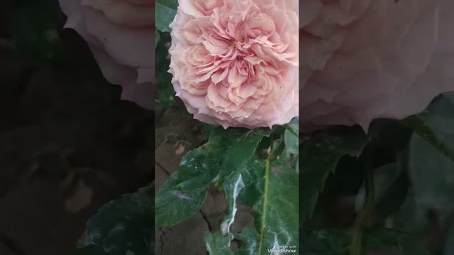 Роза 🌹 шраб Уильям Кристи смотреть онлайн