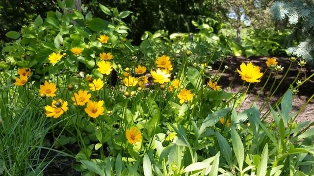 Яркий солнечный день красивые цветы. смотреть онлайн