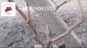 Подарок Энергодара . Возможно лучший из белой ягодных