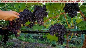 Парад сортов на 27.07.24 года - виноград НАТАЛИ  окрашиван?