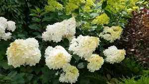 Мой летний сад часть (20)