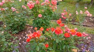 Роза Кларенс