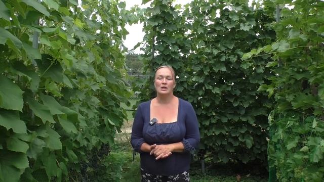 Спасаем виноградник от ос и птиц смотреть онлайн