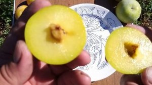 Плуот Флавор Квін (Prunus dasycarpa Flavor Queen)