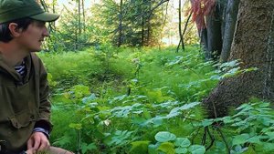 Хвощ полевой - нюансы заготовки. Как применять в комме?