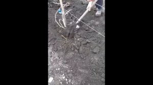 Укрываем виноград на зиму. Засыпаем землей  Надежный с