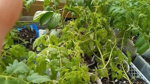 Мои томаты 2025 года.