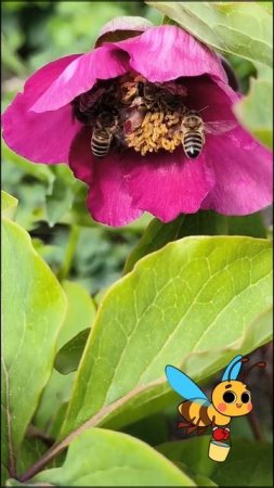 #пчелы. Как пчелы делают мёд. 🍯