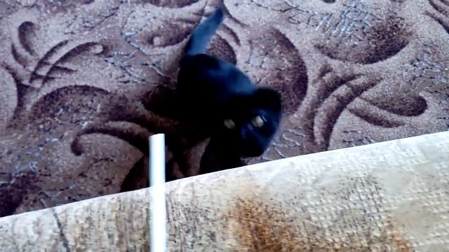 #Весёлое_настроение. Кошка учит алфавит - смешное видео! Cheerful mood. #Cat teaches the alphabet смотреть онлайн