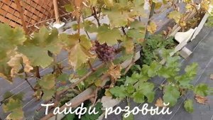 Тайфи розовый в Беларуси🍇