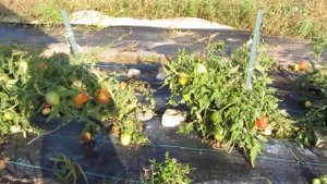 Низкорослый томат Петруша огородник.