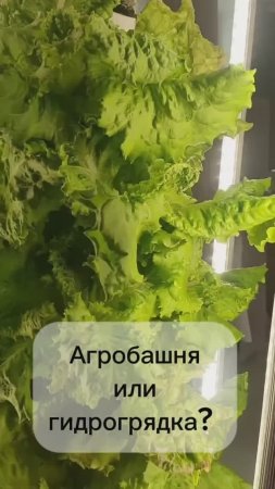 Агробашня или гидрогрядка? Гидропоника