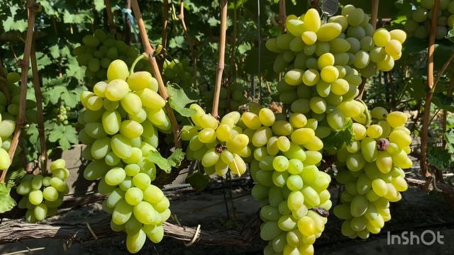 Виноград Под Харькову смотреть онлайн