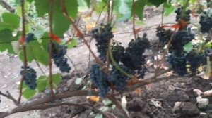 Как развивается виноград в тени и полу тени