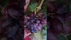 Виноград Дамасская красавица тел 8771-614-62-73 ватцап