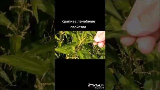 Зелёная здравница 28