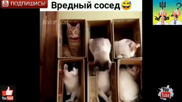 Топ видео приколы! новые видео ха ха ua 7 смотреть онлайн