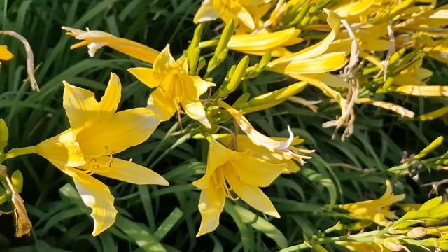 Музыкальный Опен-эйр в Ботаническом саду! Торопитесь окунуться в прекрасное! смотреть онлайн