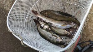 Рыбалка в таёжном ручье где много рыбы|Рыбалка на р. Имбала