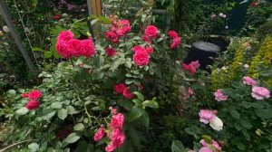 Розу Эльмшорн ОМОЛОДИЛА в 2023 году! Рядом роза Шанталь ?