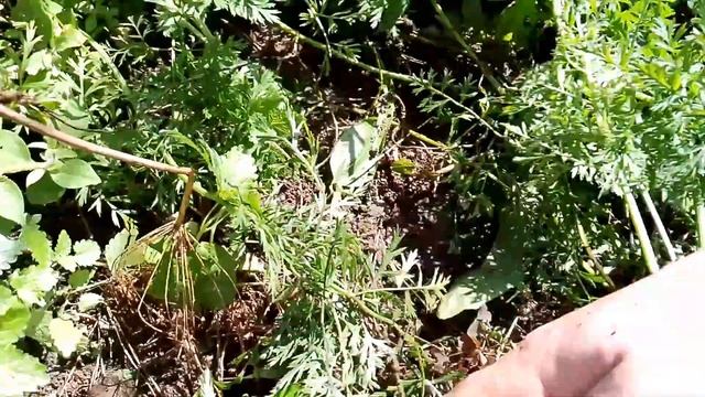 Сбор урожая, моркови и свеклы смотреть онлайн