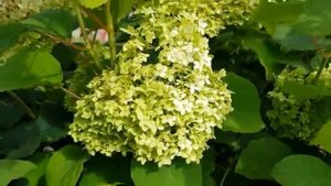 Мой летний сад часть (16)