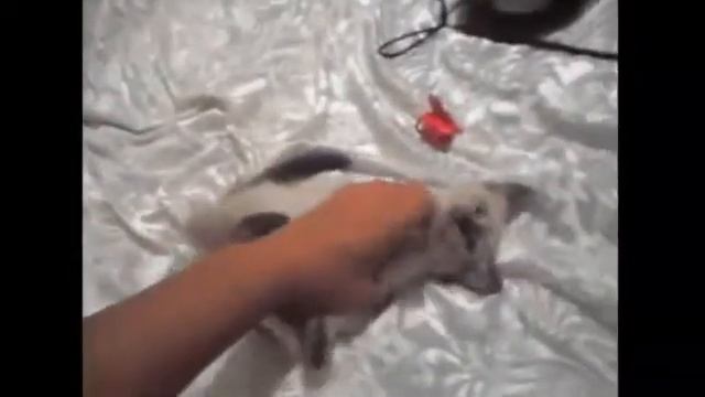 прикольный котик смотреть онлайн