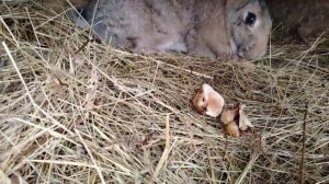 Топинамбур (земляная груша) для кроликов! Стоит ли ее д