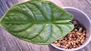 Пересадка малышки Серебряный дракон, как я укореняю клубни алоказий