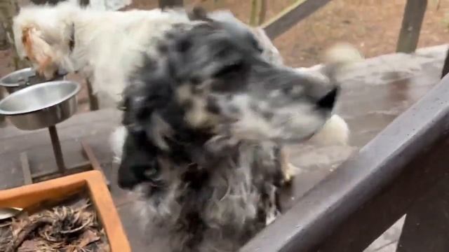 Алиса - Лиса / Прикольные Моменты с Алисой ч. 148 / Alice the Fox смотреть онлайн