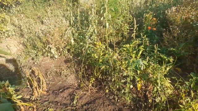 Картошку освобождаю от сорняков смотреть онлайн