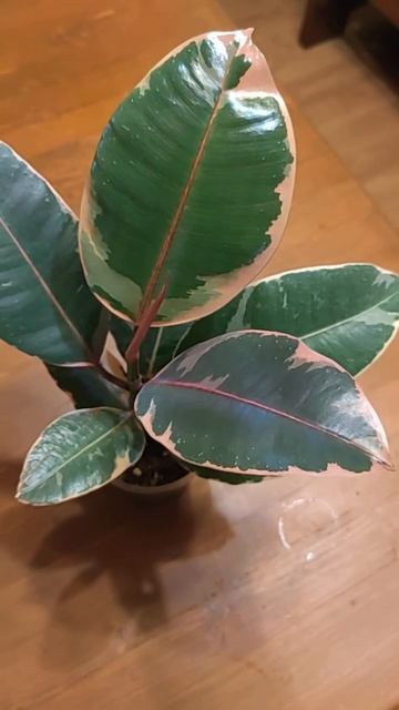 Фикус элестика руби / бэлиз, есть ли разница? смотреть онлайн