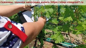 ГФ винограда  Триумф- вот это урожайность по три соцве?