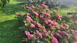 Роза Мойн Мойн. Недооценённый или не до любленный сорт