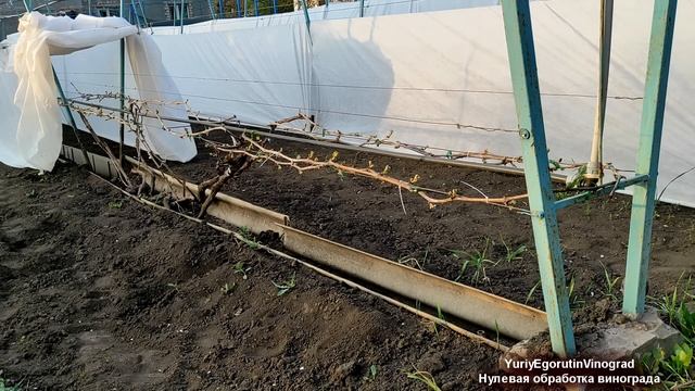 🍇 Нулевая ОБРАБОТКА ВИНОГРАДА от войлочного зудня, л?