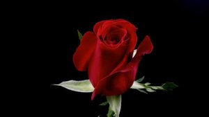 Футаж Хромакей🌹Красная Роза - Роза Любви💕Red Rose Background