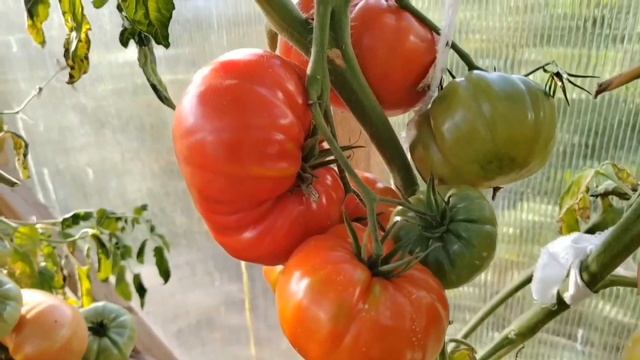 Итоги сезона 2024 года. смотреть онлайн