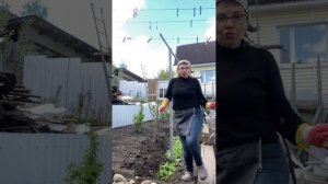 Грядка под огурцы и помидоры. Крапива, сныть и одуванч?