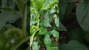 Сладкий перец, когда убирать? видео 21.09.2022