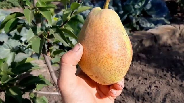 Груша Ноябрська. смотреть онлайн