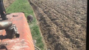 Дт-75 пахота осень  2022 год