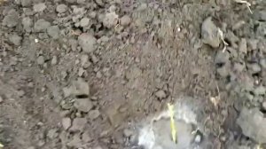 Черенкование Роз в Октябре.